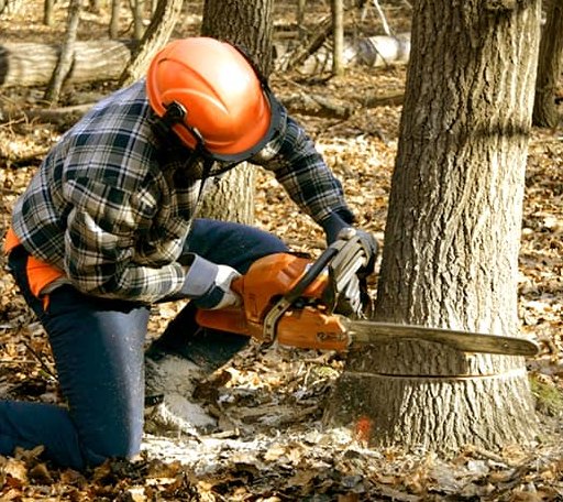 Tree Removal in Hopkinton, RI